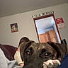 Capone is registered to the contest to win money with this photo: black, blanket, brown, close_up, couch, dog, doorway, face, fur, home, indoor, living_room, paw, person, poster, relaxed, resting, sign, wall, wooden_cabinet