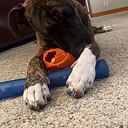 Capone joined the competition — help win amazing prizes! animal, blue_toy, brindle, canine, carpet, chewing, closeup, cute, dog, domestic, floor, house, indoor, orange_toy, paws, pet, playing, relaxed, toy, white_paws