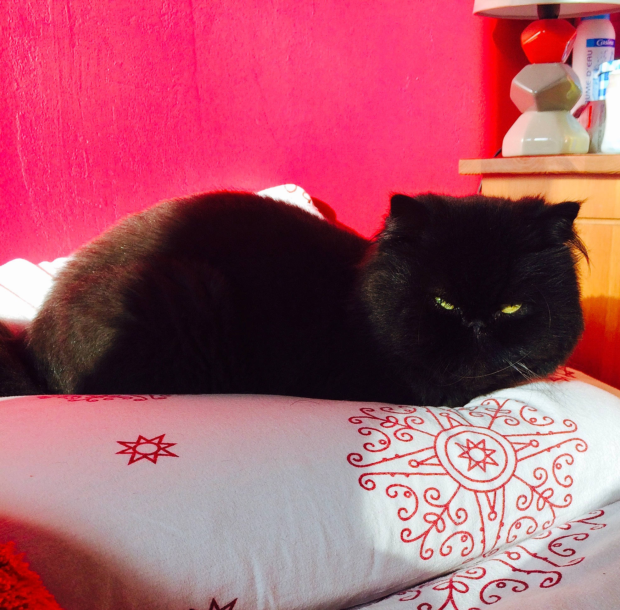 Guizmo a rejoint le concours — aidez-le/la à gagner de superbes lots ! bed, bedding, black_cat, carnivore, cat, comfort, cup, drinkware, felidae, fur, linens, rectangle, red, shelf, shelving, small_to_medium_sized_cats, tail, tints_and_shades, toy, whiskers