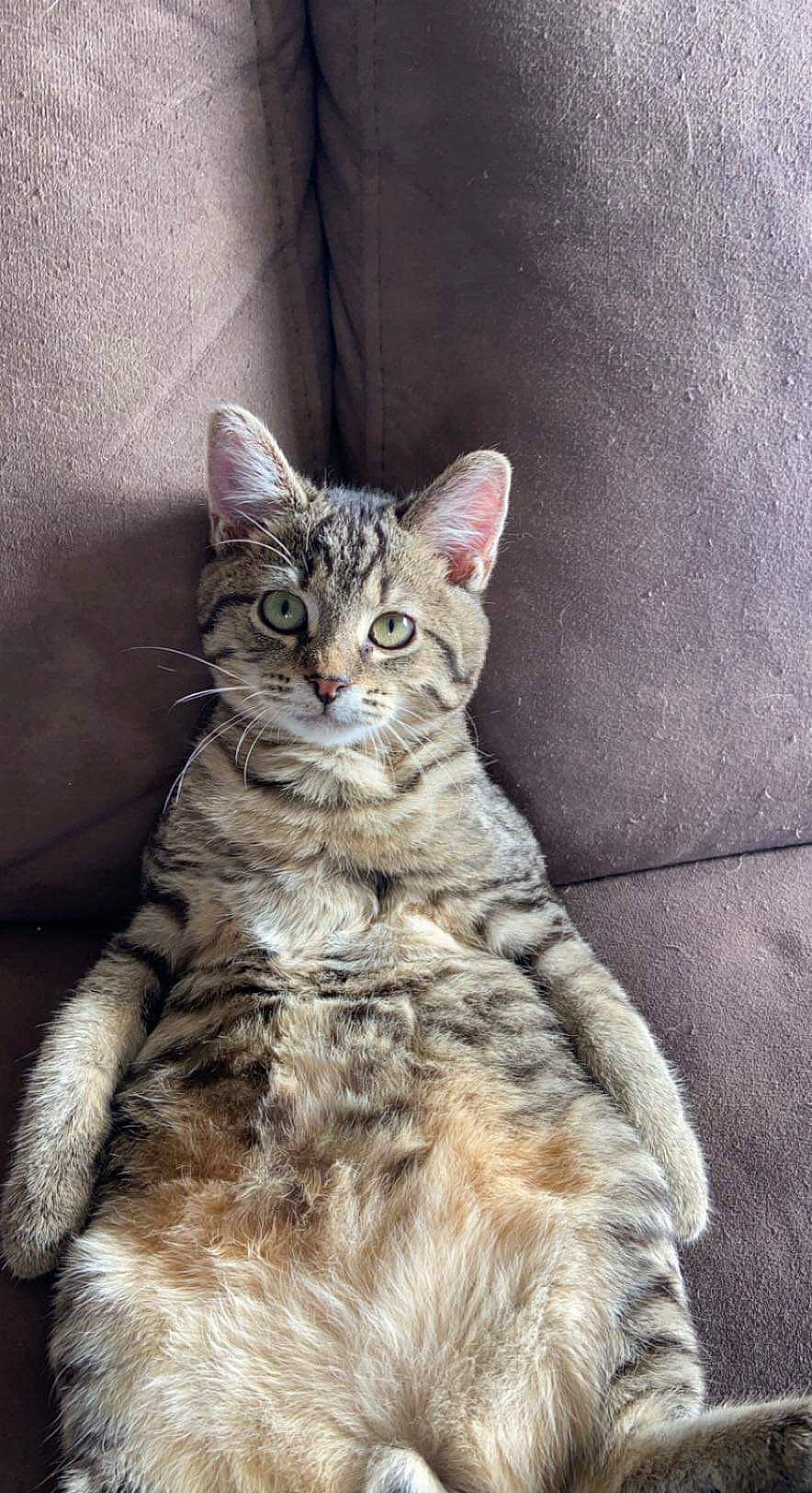 Sparrow a rejoint le concours — aidez-le/la à gagner de superbes lots ! art, carnivore, cat, claw, domestic_short_haired_cat, felidae, fur, paw, small_to_medium_sized_cats, snout, tail, terrestrial_animal, whiskers, wildlife, window