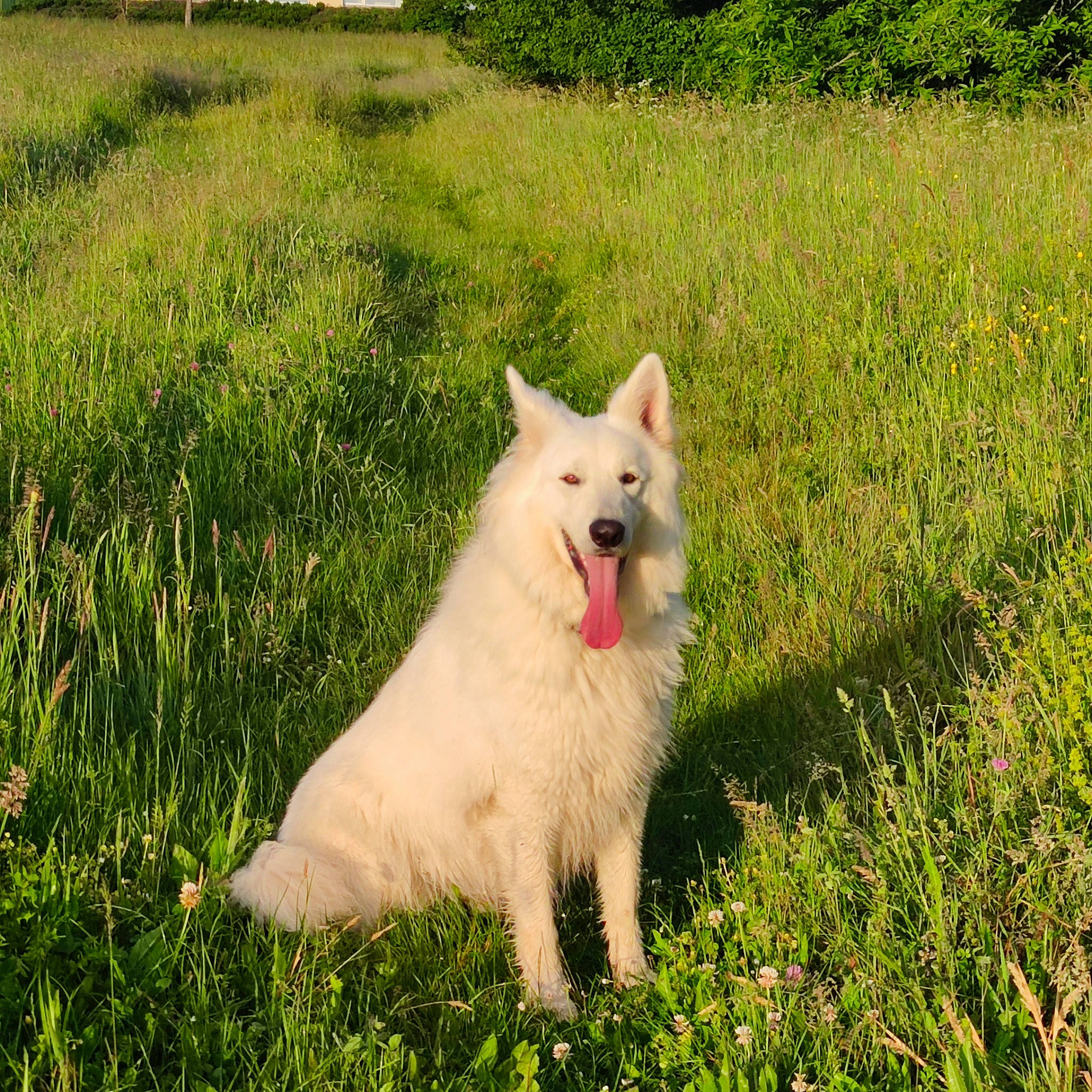 Paco