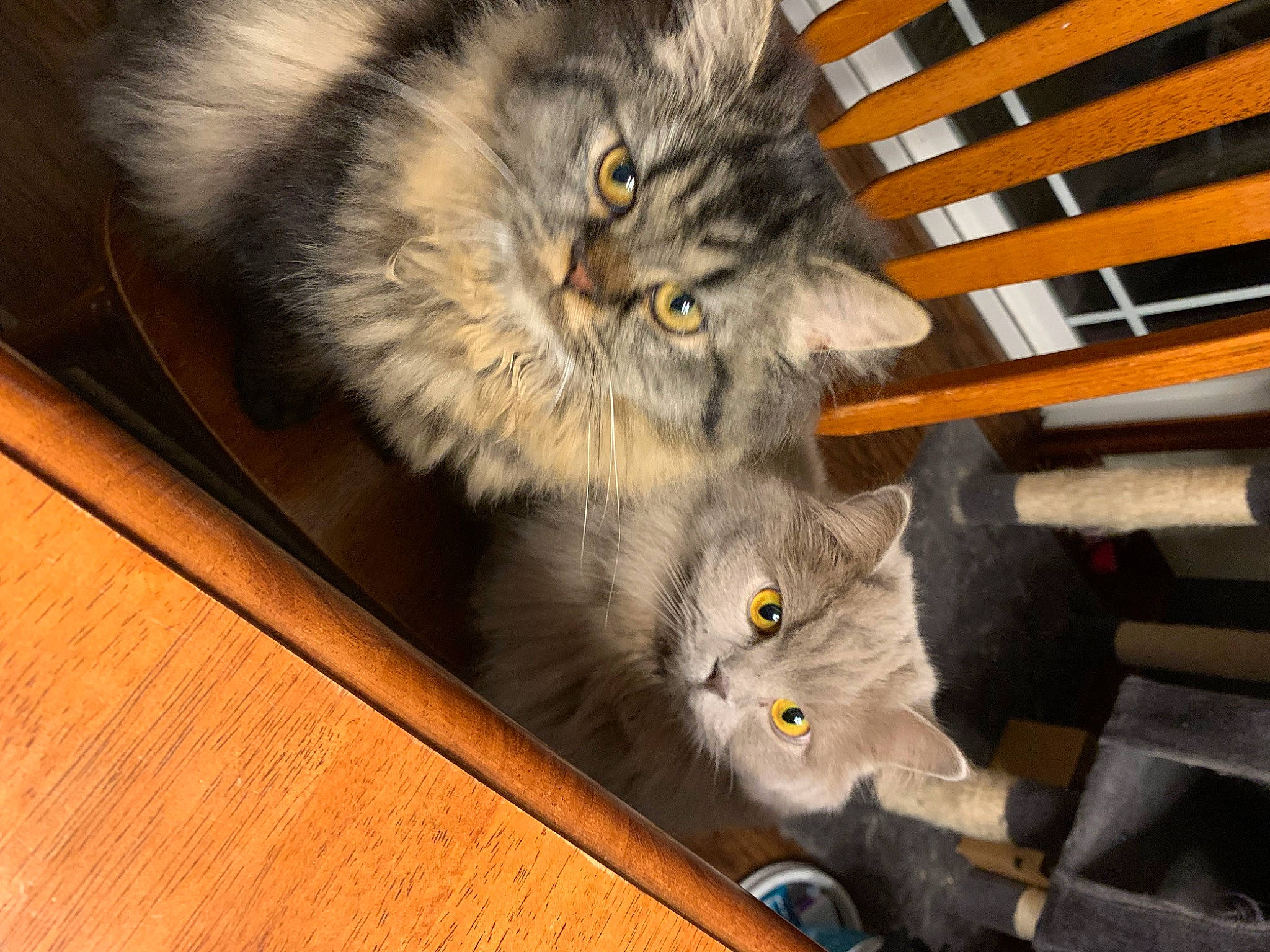 Midge is registered to the contest to win money with this photo: carnivore, cat, domestic_short_haired_cat, felidae, flooring, fur, grey, hardwood, paw, plank, plant, shelf, small_to_medium_sized_cats, snout, tail, terrestrial_animal, varnish, whiskers, wood, wood_stain