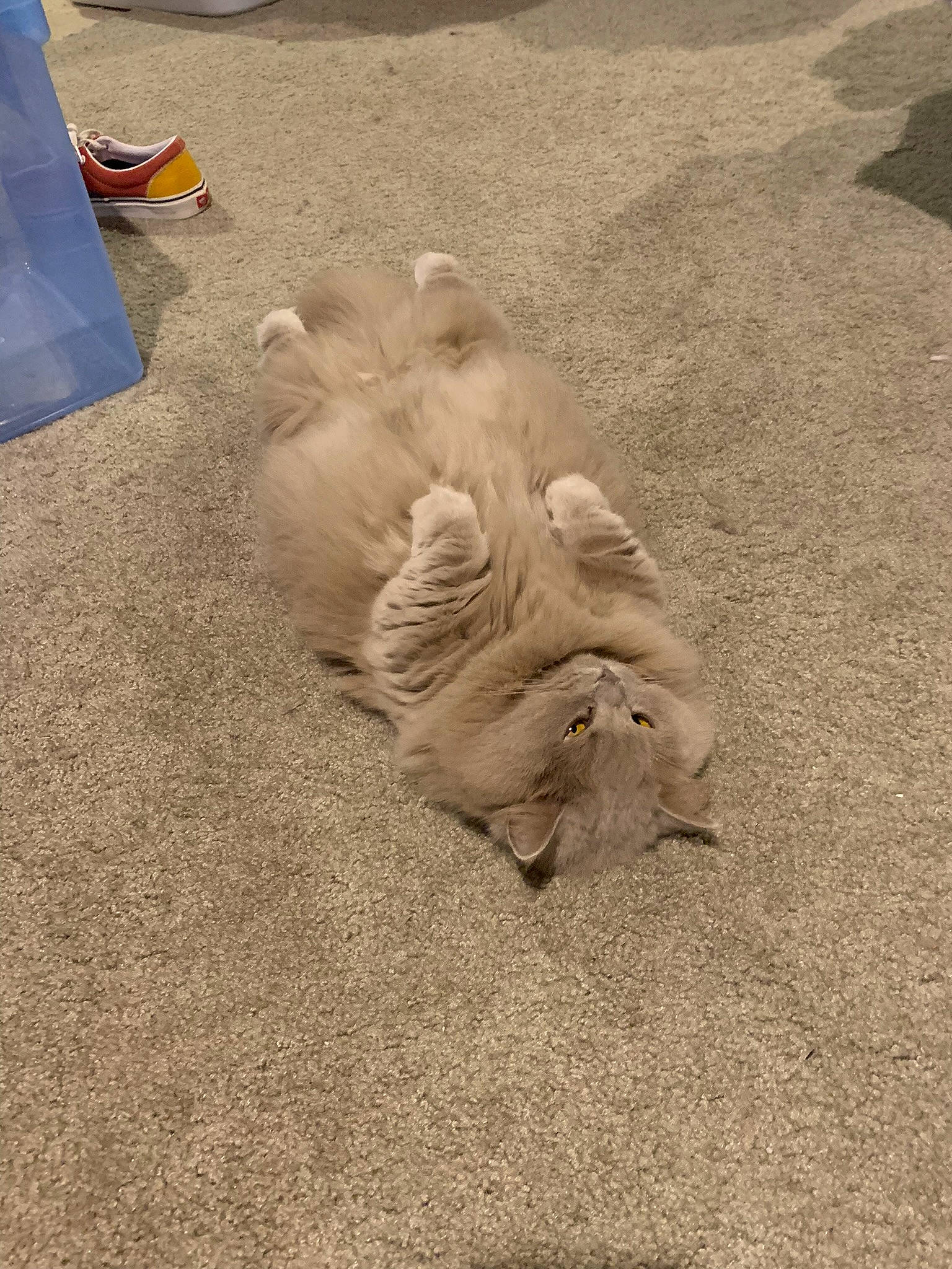 Midge joined the competition — help win amazing prizes! asphalt, canidae, carnivore, companion_dog, dog, dog_breed, fawn, felidae, flooring, foot, fur, grass, paw, road_surface, sand, shadow, sidewalk, soil, sporting_group, tail