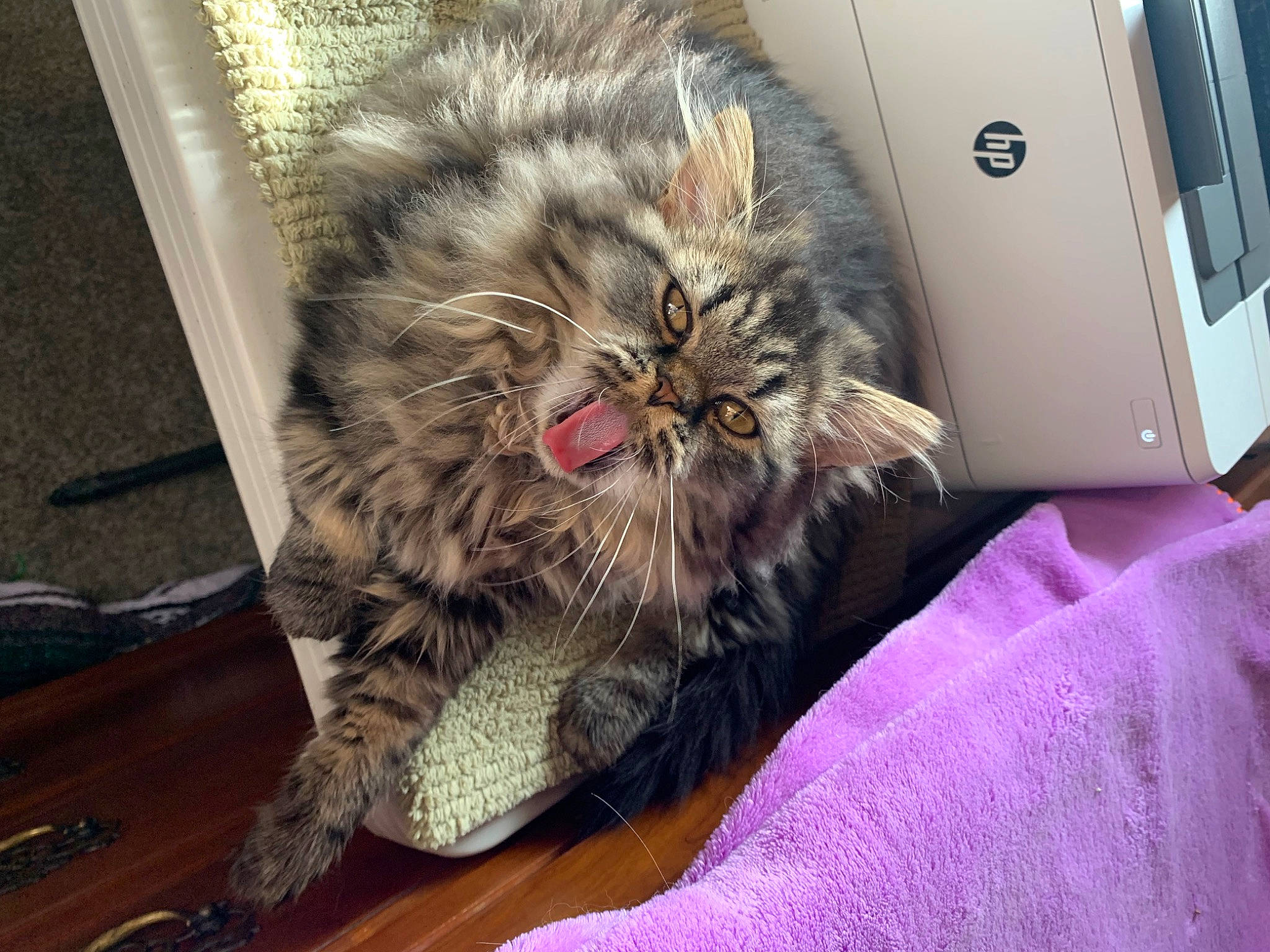 Lucy joined the competition — help win amazing prizes! box, carnivore, cat, claw, comfort, companion_dog, domestic_short_haired_cat, felidae, flooring, fur, hardwood, maine_coon, paw, room, small_to_medium_sized_cats, snout, terrestrial_animal, whiskers