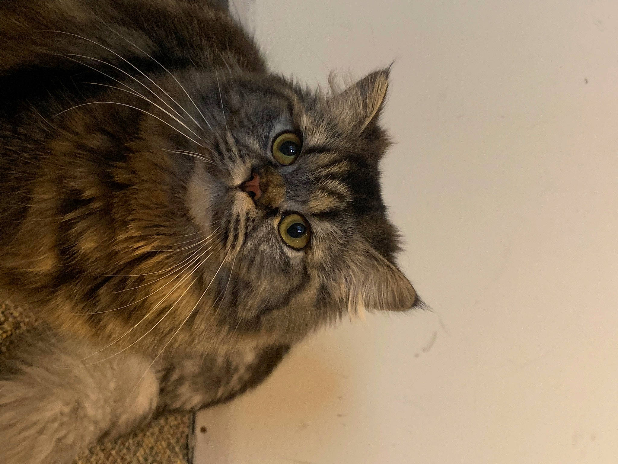 Lucy joined the competition — help win amazing prizes! british_longhair, carnivore, cat, claw, domestic_short_haired_cat, felidae, fur, paw, small_to_medium_sized_cats, snout, tail, terrestrial_animal, whiskers, wildlife