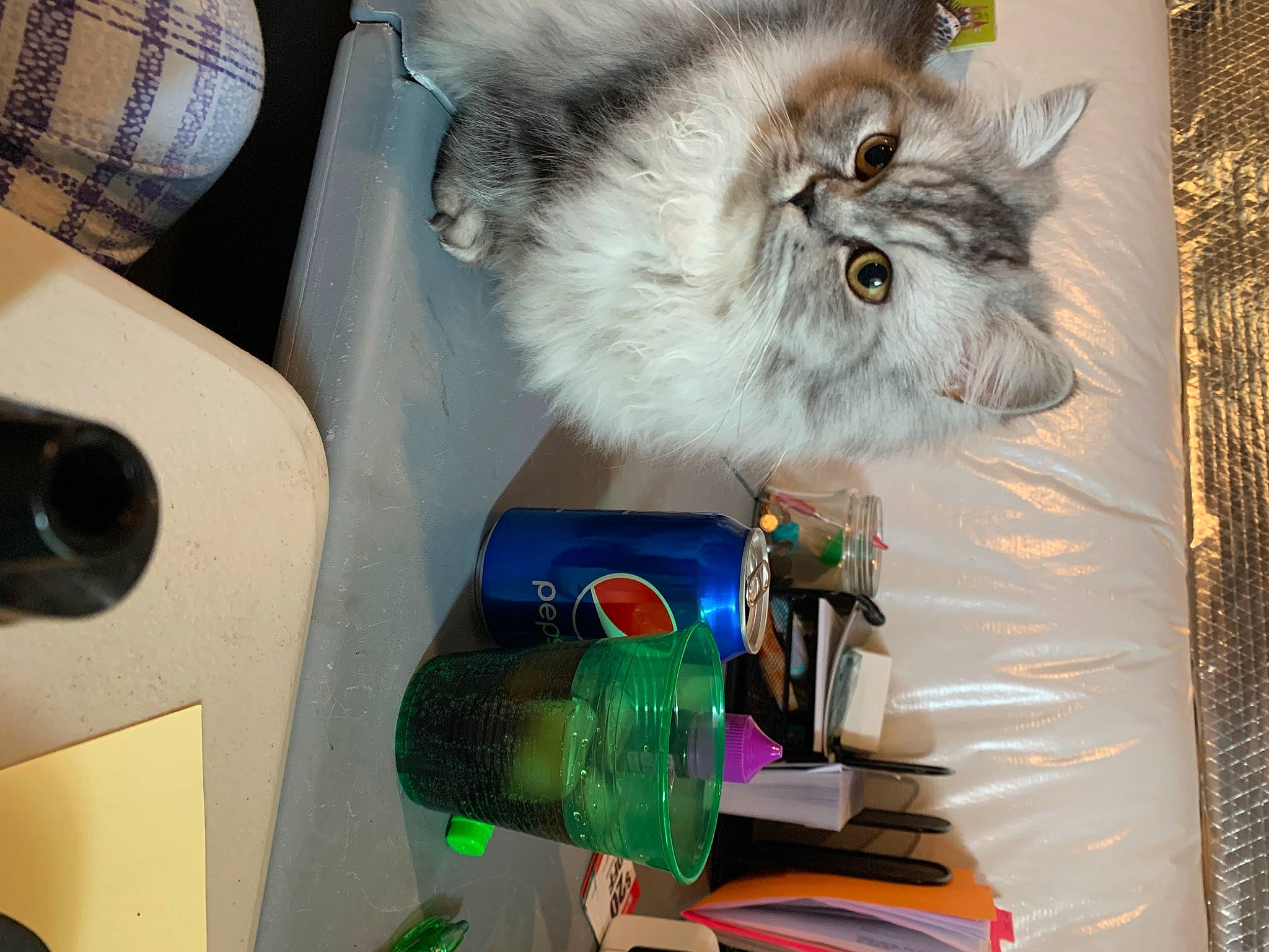 Zilla is registered to the contest to win money with this photo: bottle, box, british_longhair, carnivore, cat, drawer, felidae, fur, paint, persian, plastic, plastic_bottle, refrigerator, room, shelf, shelving, small_to_medium_sized_cats, tail, water_bottle, whiskers
