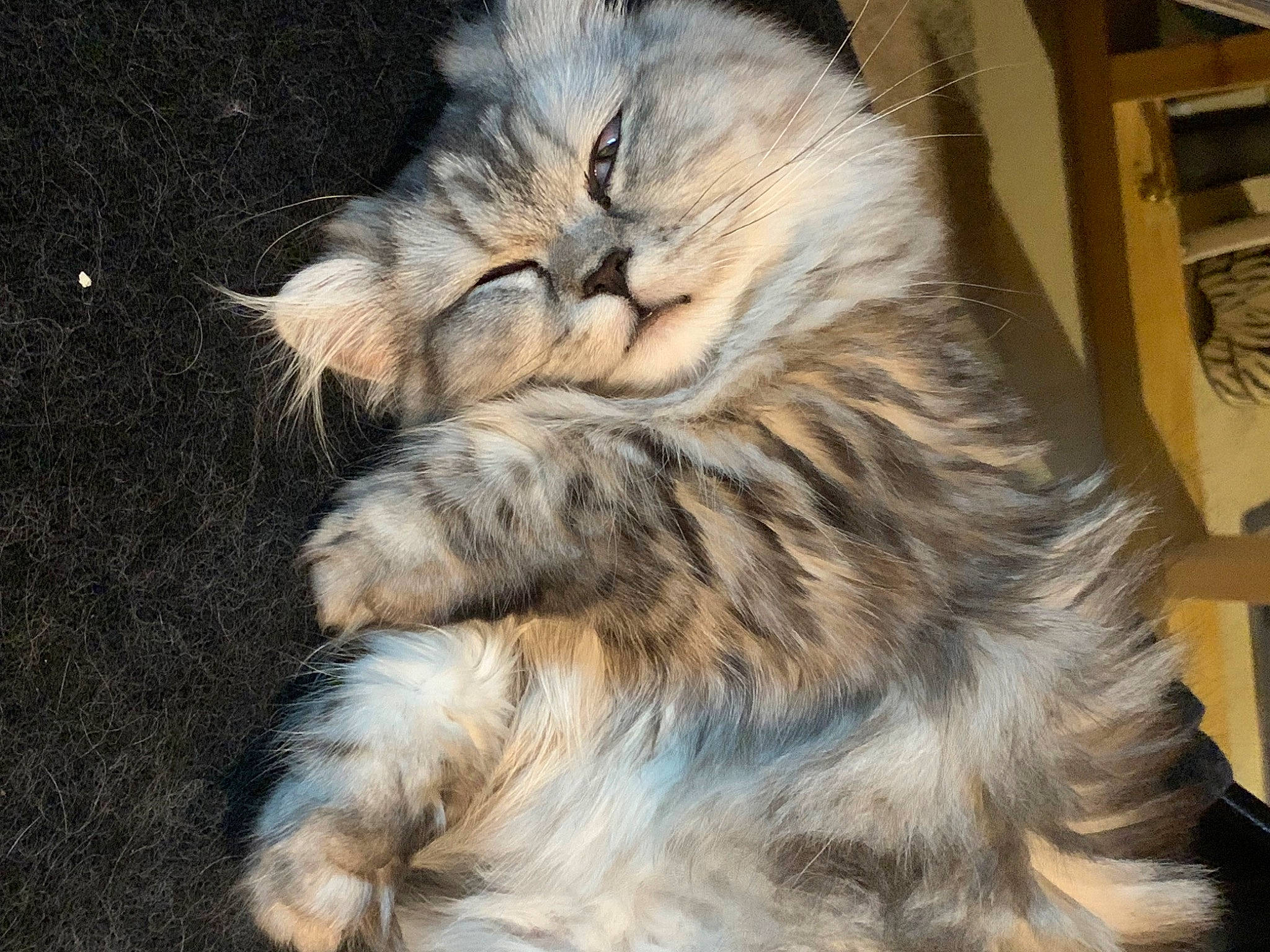 Zilla joined the competition — help win amazing prizes! carnivore, cat, claw, comfort, domestic_short_haired_cat, eye, felidae, fur, maine_coon, norwegian_forest_cat, paw, plant, siberian, small_to_medium_sized_cats, snout, tail, terrestrial_animal, whiskers, wood