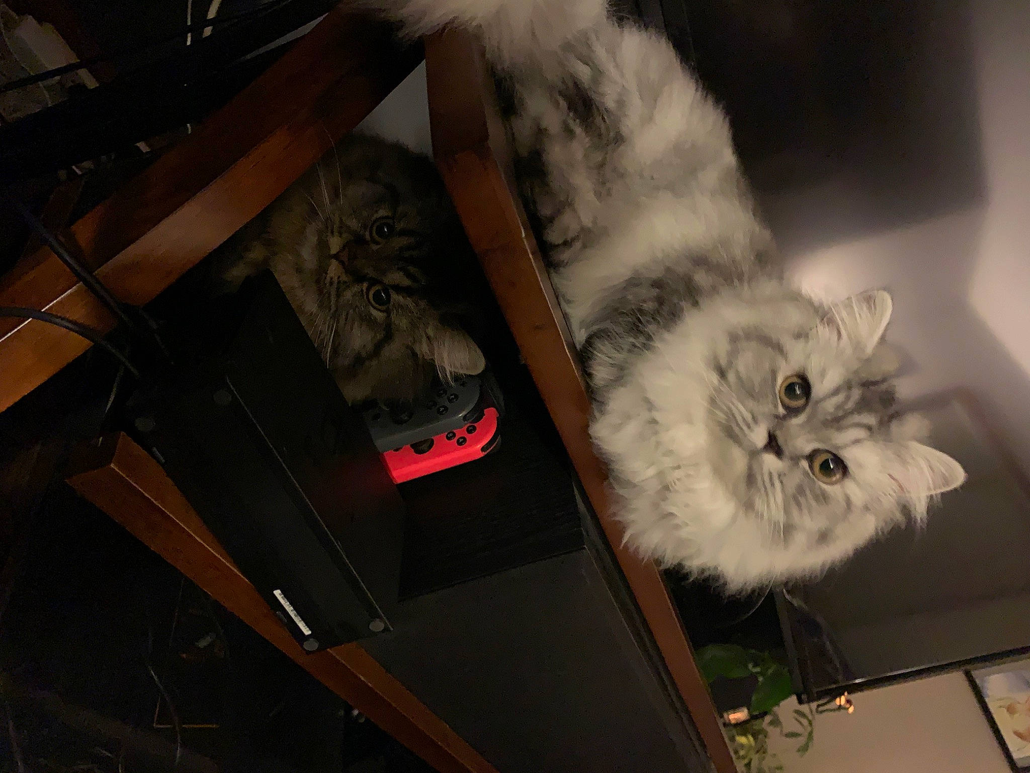 Zilla is registered to the contest to win money with this photo: art, box, carnivore, cat, collection, darkness, felidae, fur, paw, room, shelf, small_to_medium_sized_cats, tail, visual_arts, whiskers, wood