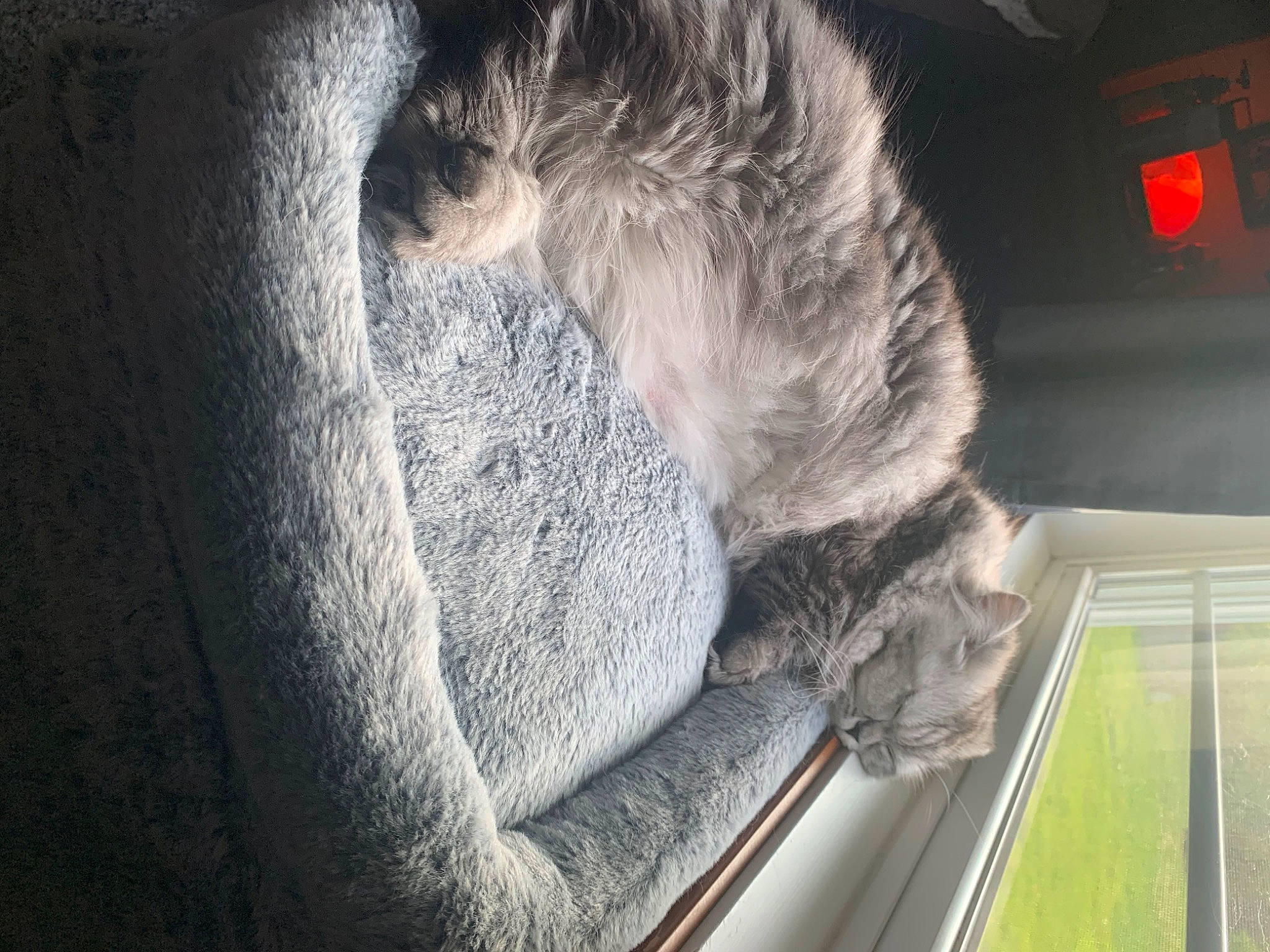 Zilla is registered to the contest to win money with this photo: auto_part, automotive_window_part, cat, comfort, dog, dog_breed, domestic_short_haired_cat, felidae, flooring, fur, grey, plant, room, small_to_medium_sized_cats, sporting_group, tail, tree, whiskers