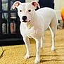 dog, white_dog, indoor, carpet, standing, alert, pet, animal, furniture, home, yellow_carpet, canine, domestic, four_legs, ears, nose, living_room, background_blur, household, quiet