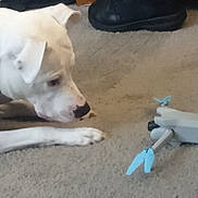 Bianca joined the competition — help win amazing prizes! dog, white_dog, carpet, drone, toy, indoor, boots, collar, pet, curious, floor, technology, animal, canine, object, home, domestic, watching, closeup, side_view