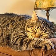 Marvin is registered to the contest to win money with this photo: cat, tabby, sleeping, paw, fur, striped, indoor, lamp, vintage, brown, cozy, resting, feline, closeup, animal, pet, relaxing, soft, comfort, napping