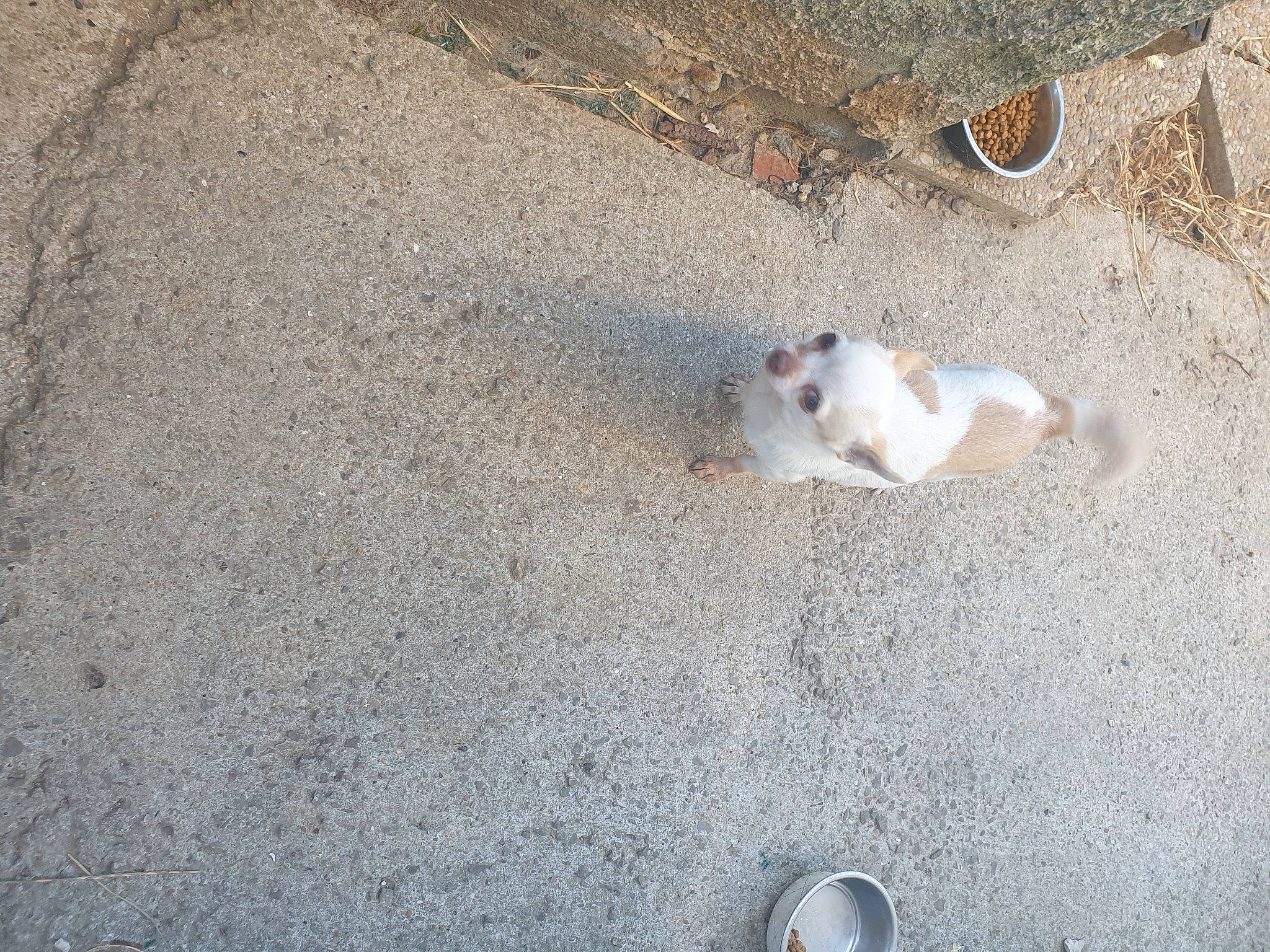 Robby a rejoint le concours — aidez-le/la à gagner de superbes lots ! asphalt, canidae, carnivore, concrete, dog_breed, fawn, felidae, landscape, paw, road_surface, sand, shadow, small_to_medium_sized_cats, snout, soil, sporting_group, tail, terrestrial_animal, whiskers, wildlife