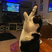 Scooter is registered to the contest to win money with this photo: black_and_white, carpet, cat, couch, cozy, cute, decorations, domestic_cat, fan, fluffy, furniture, home, indoor, living_room, pet, raised_paws, relaxed, side_view, television, wooden_table