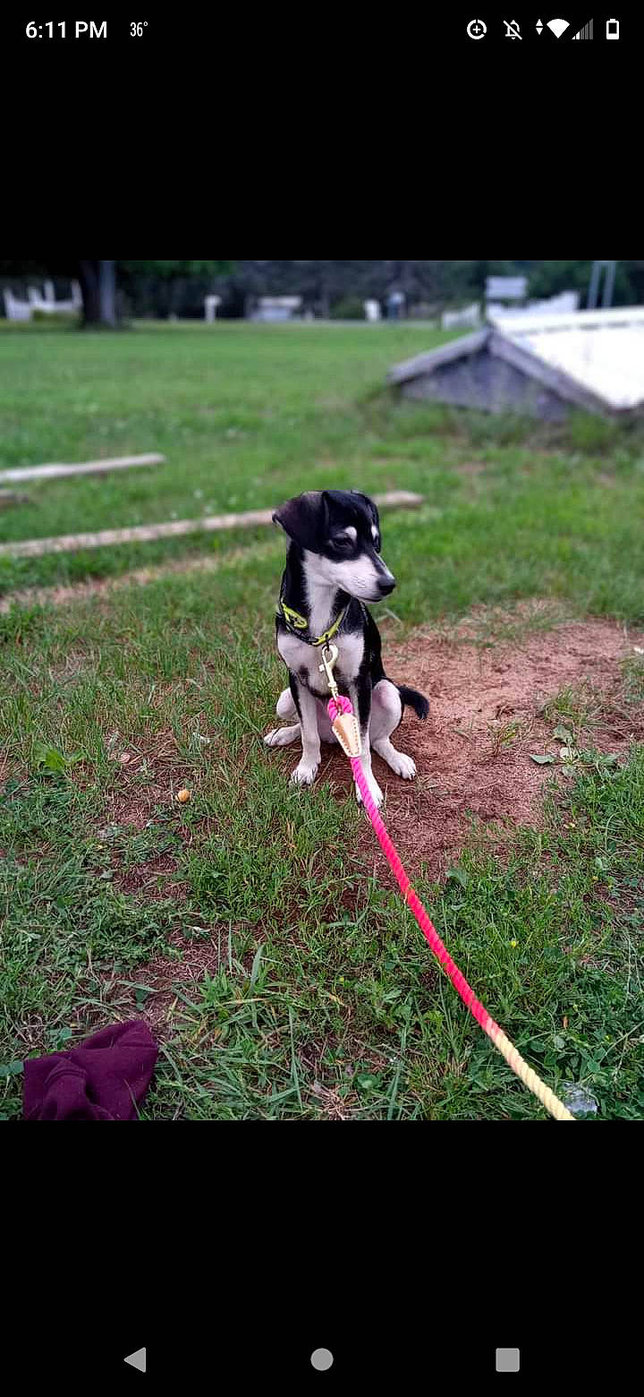 Athena is registered to the contest to win money with this photo: adventure, canidae, carnivore, collar, companion_dog, dog, dog_breed, dog_sports, grass, grassland, lawn, leash, plant, recreation, sporting_group, tail, toy, toy_dog, working_animal, working_dog