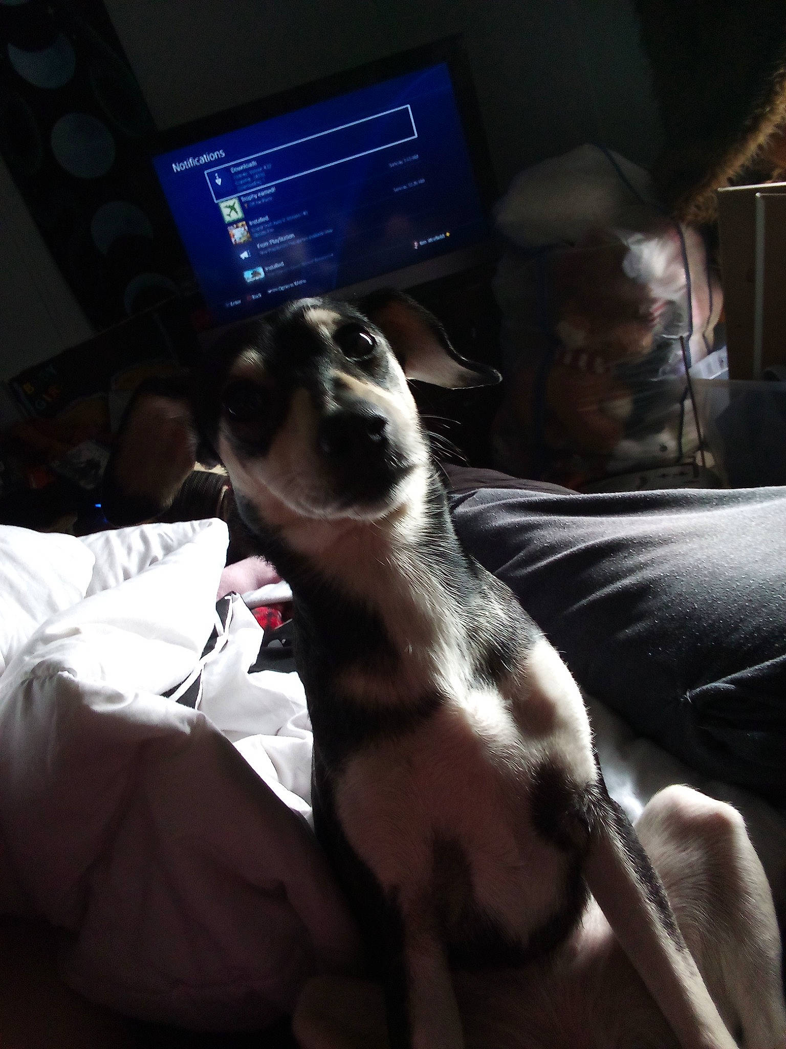 Athena joined the competition — help win amazing prizes! audio_equipment, barechested, carnivore, chest, comfort, companion_dog, couch, darkness, dog_breed, elbow, eyewear, felidae, foot, fur, gadget, human_leg, lap, leg, whiskers, wrist