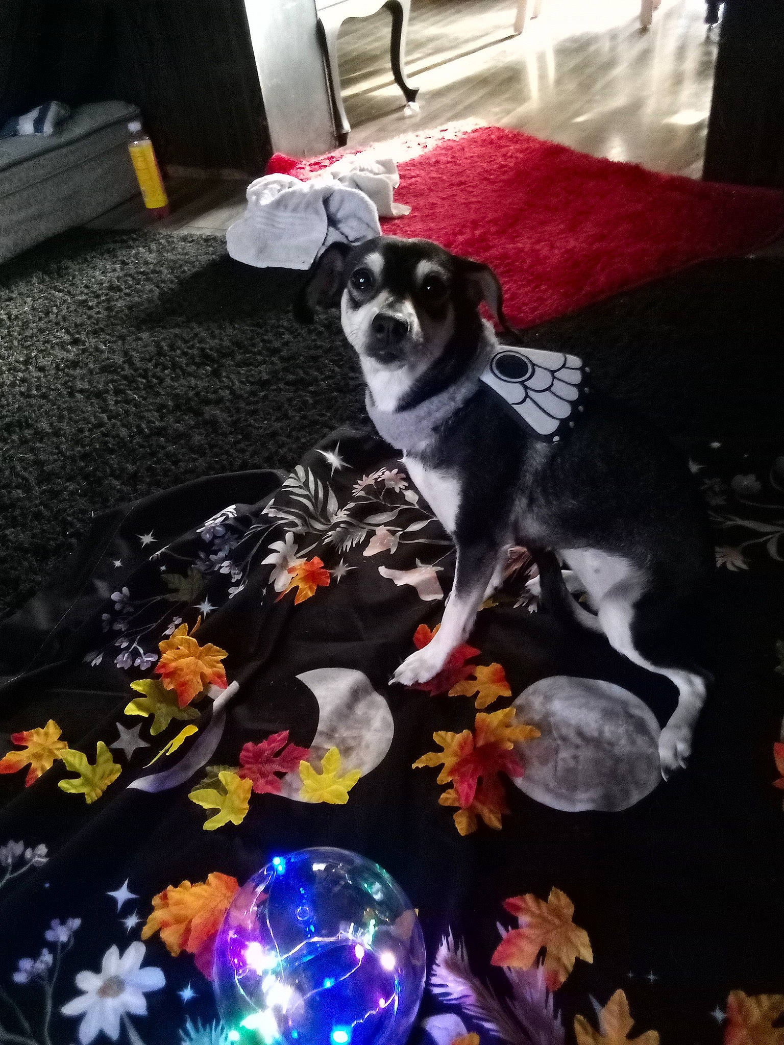 Athena joined the competition — help win amazing prizes! art, canidae, carnivore, comfort, companion_dog, couch, dog, dog_breed, dog_supply, event, flooring, fur, linens, non_sporting_group, plant, room, sporting_group, tail, toy_dog, whiskers