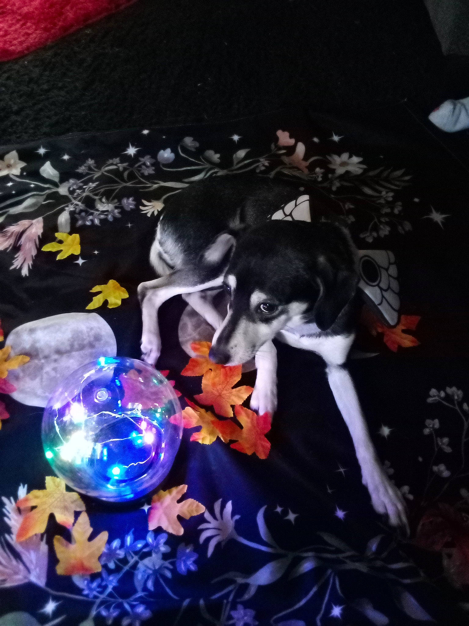 Athena is registered to the contest to win money with this photo: art, carmine, cg_artwork, darkness, electric_blue, event, fictional_character, floral_design, font, graphics, magenta, painting, pattern, petal, plant, still_life, still_life_photography, toy, tree, visual_arts