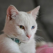 Poro a rejoint le concours — aidez-le/la à gagner de superbes lots ! animal, cat, close_up, collar, cute, domestic_cat, feline, fur, heterochromia, indoor, mammal, pet, pink_blanket, portrait, relaxed, resting, side_view, soft_light, whiskers, white_cat