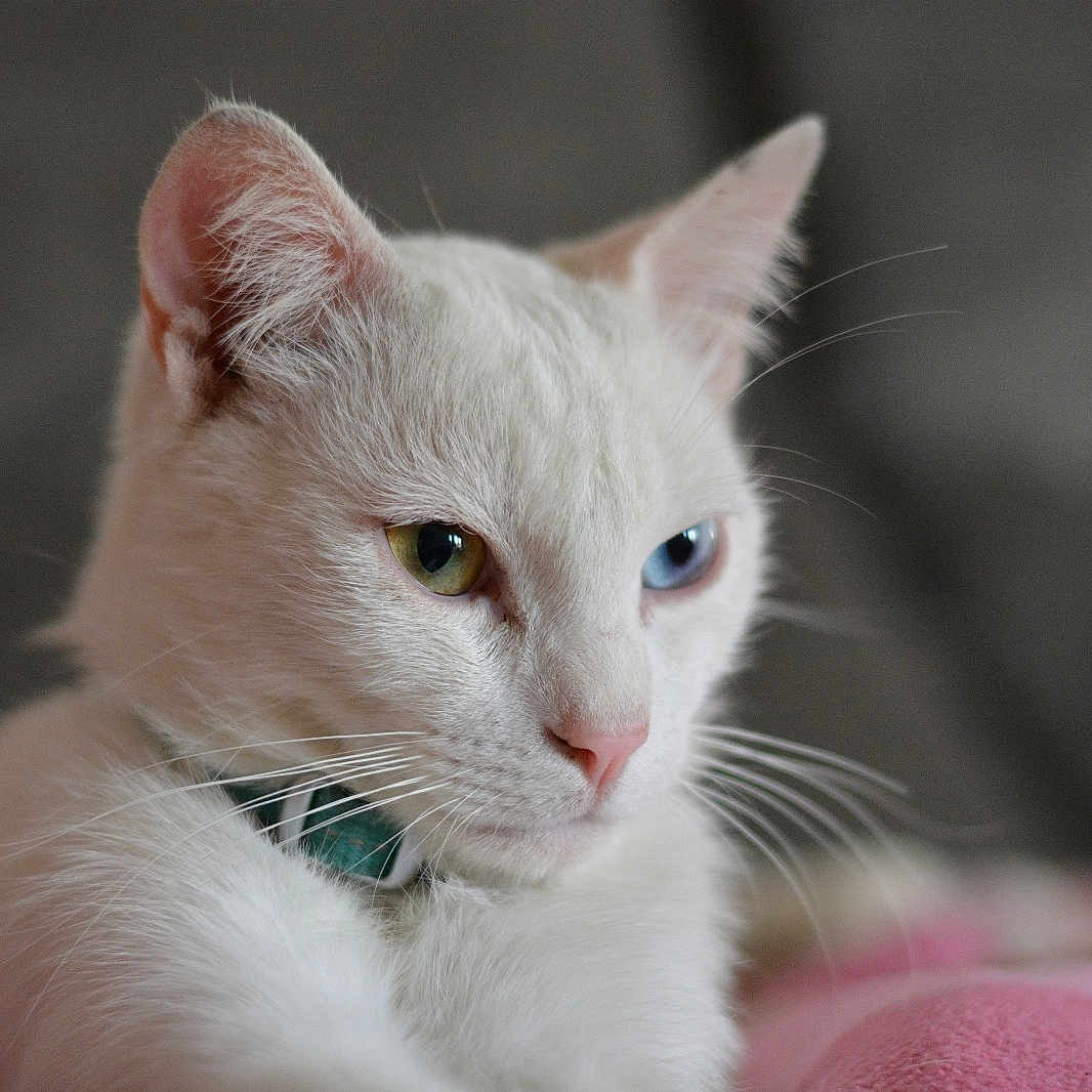 Poro a rejoint le concours — aidez-le/la à gagner de superbes lots ! animal, cat, close_up, collar, cute, domestic_cat, feline, fur, heterochromia, indoor, mammal, pet, pink_blanket, portrait, relaxed, resting, side_view, soft_light, whiskers, white_cat