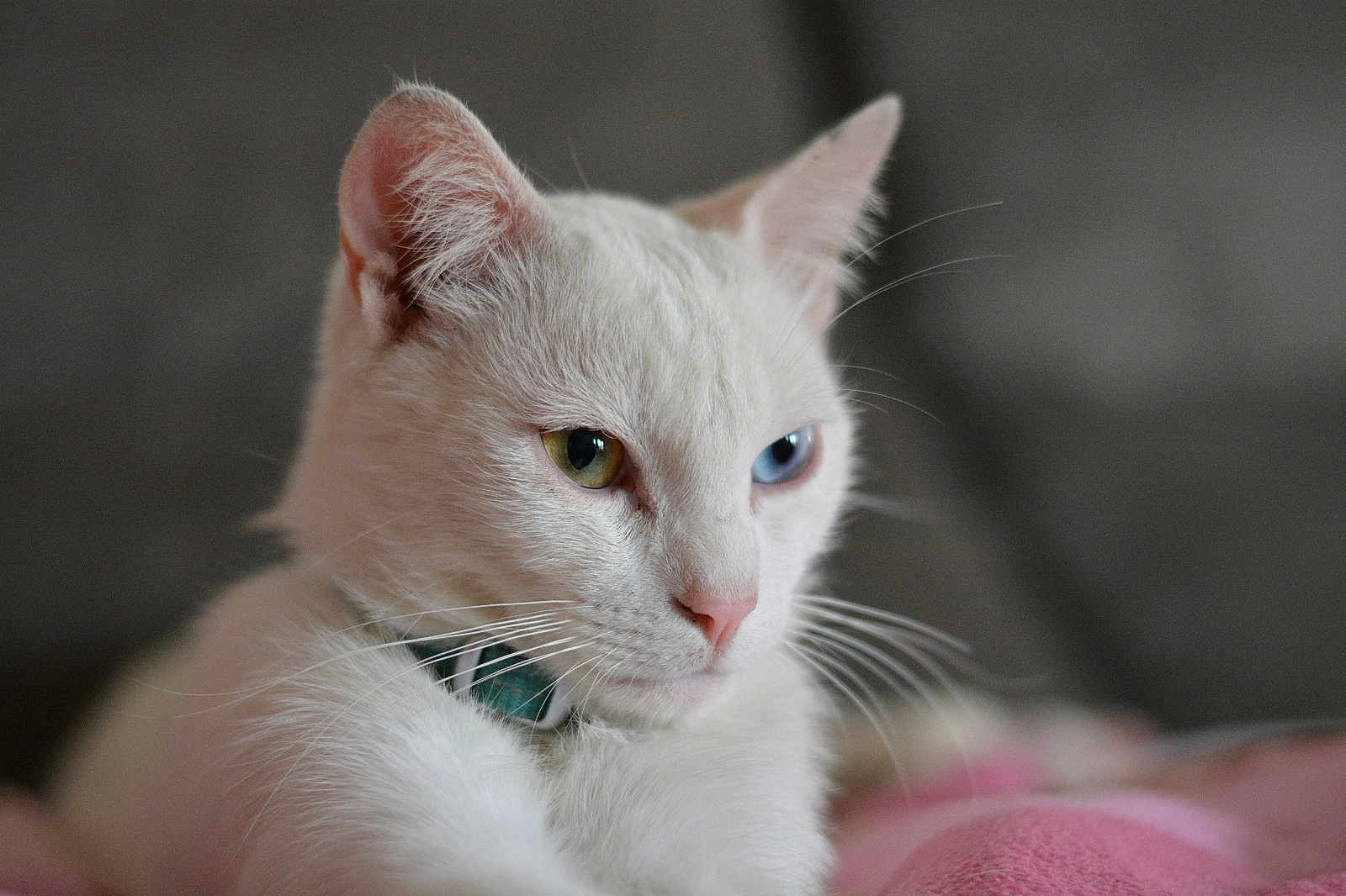 Poro a rejoint le concours — aidez-le/la à gagner de superbes lots ! animal, cat, close_up, collar, cute, domestic_cat, feline, fur, heterochromia, indoor, mammal, pet, pink_blanket, portrait, relaxed, resting, side_view, soft_light, whiskers, white_cat