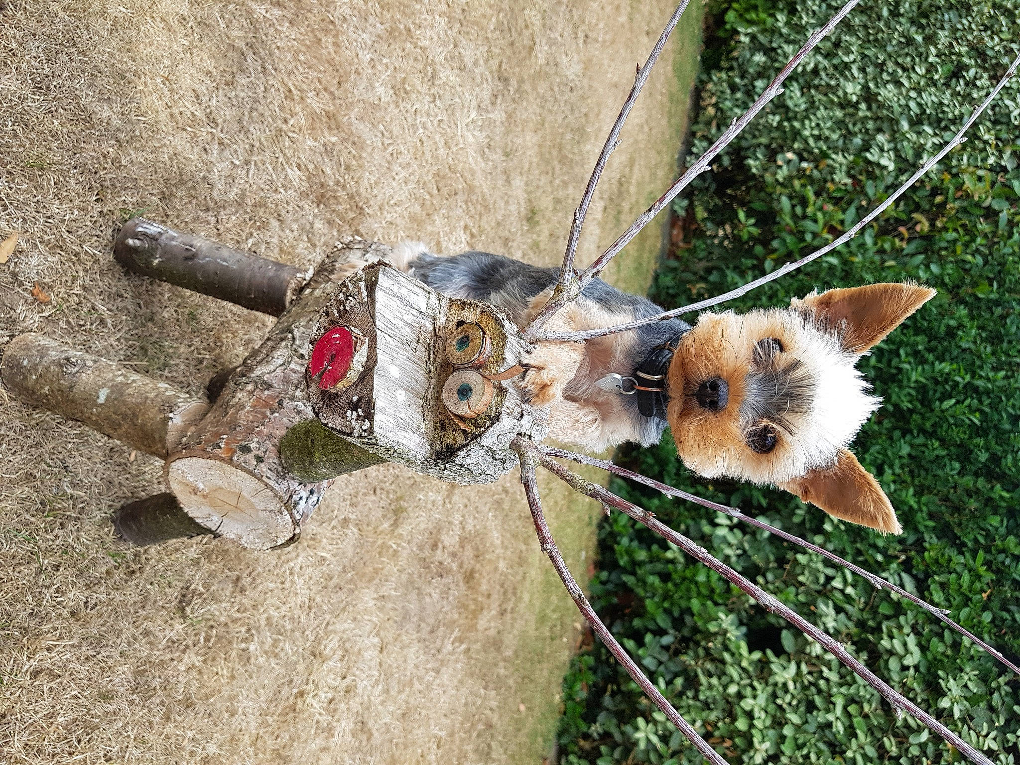 Godzilla participe au concours pour gagner de l'argent avec cette photo : automotive_wheel_system, bicycle_part, bicycle_tire, bicycle_wheel, fawn, fur, groupset, hub_gear, insect, mammal, moths_and_butterflies, plant, spoke, stuffed_toy, tail, toy, twig, whiskers, wing, wood