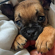 Kali is registered to the contest to win money with this photo: puppy, dog, close_up, cute, snuggling, blanket, paw, human_hand, brown_fur, black_nose, small_puppy, indoor, cozy, sleepy, pet, animal, soft, young_dog, adorable, nibbling
