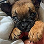 puppy, dog, close_up, cute, snuggling, blanket, paw, human_hand, brown_fur, black_nose, small_puppy, indoor, cozy, sleepy, pet, animal, soft, young_dog, adorable, nibbling