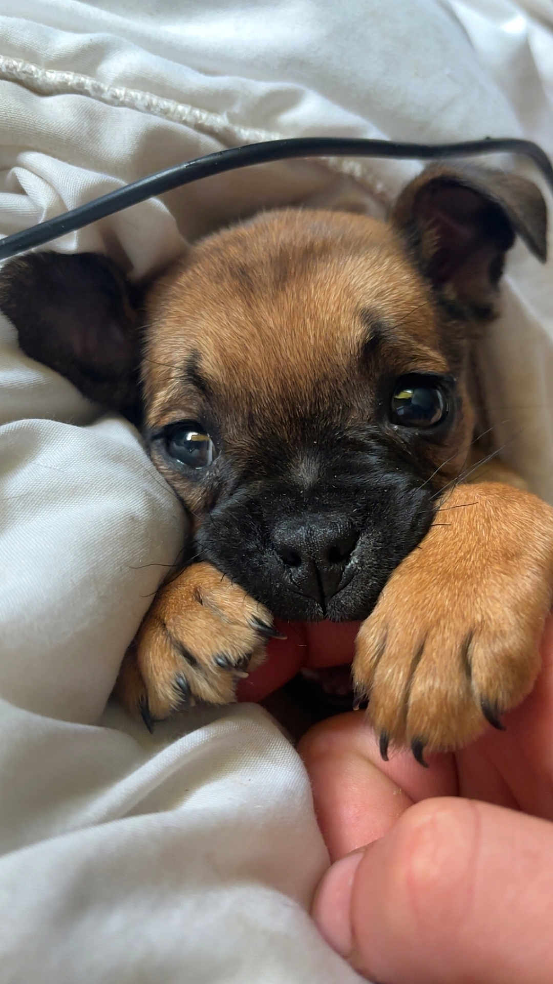 Kali