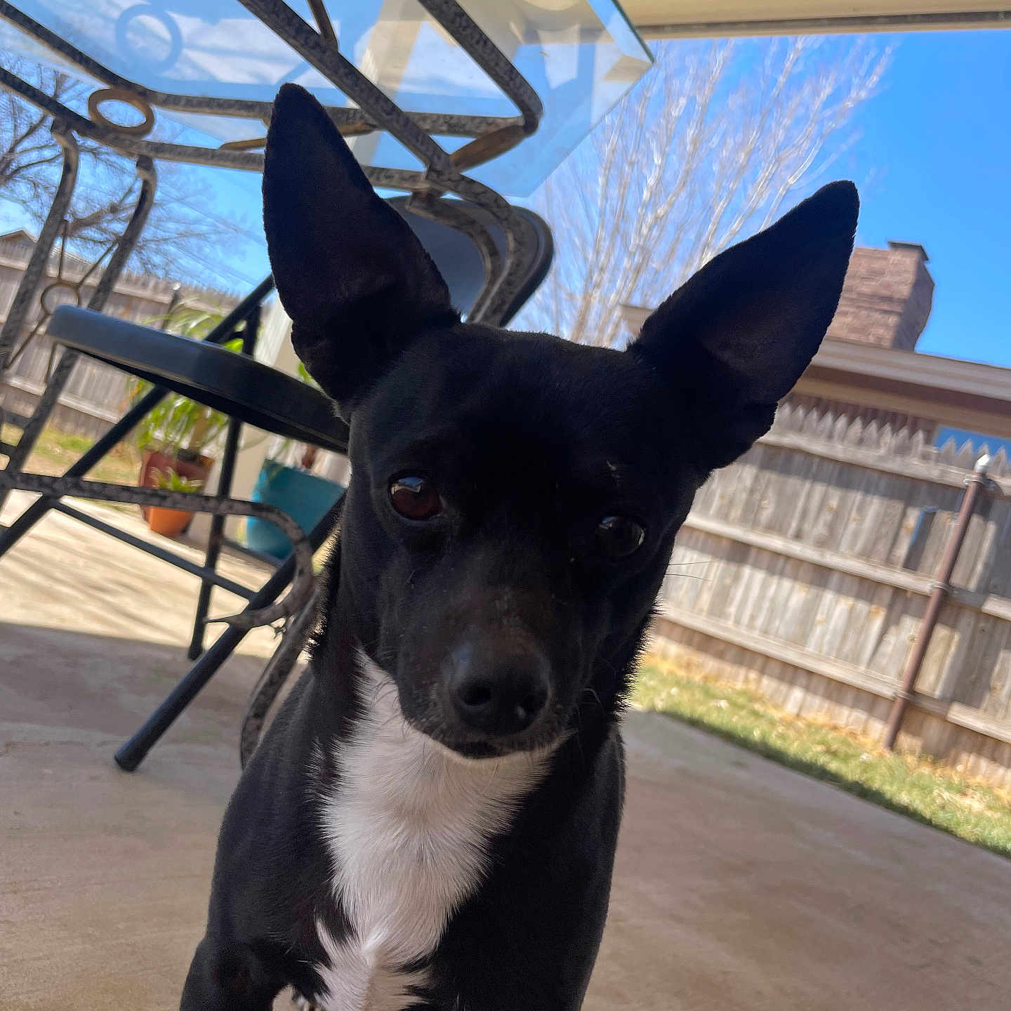 Rocky is registered to the contest to win money with this photo: animal, backyard, black_dog, blue_sky, canine, chair, concrete, curious, daylight, dog, ears, fence, glass_table, house, outdoor, patio, pet, plant, sunny, white_chest