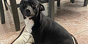 Rocky is registered to the contest to win money with this photo: animal, black_dog, chair, companion, cozy, cute, dining_room, dog, domestic, furniture, home, indoor, looking_at_camera, pet_bed, plush_dog, plush_toy, refrigerator, sitting, tile_floor, white_chest