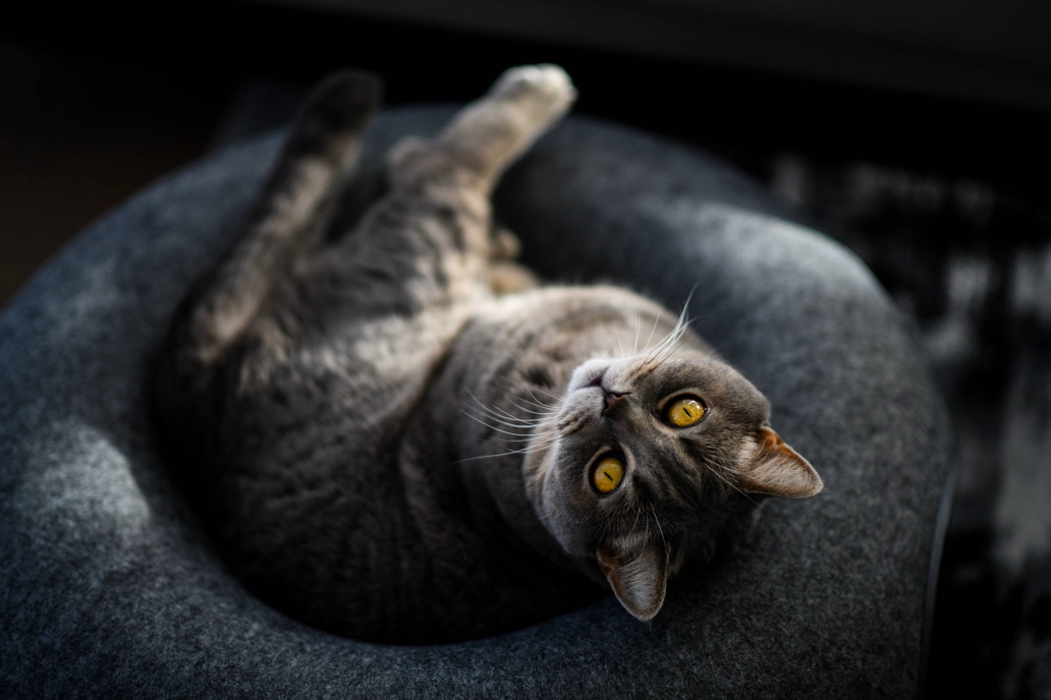 Elvis is registered to the contest to win money with this photo: carnivore, cat, claw, darkness, domestic_short_haired_cat, ear, eye, felidae, fur, grey, monochrome_photography, paw, plant, small_to_medium_sized_cats, snout, still_life_photography, tail, vegetable, whiskers, wildlife
