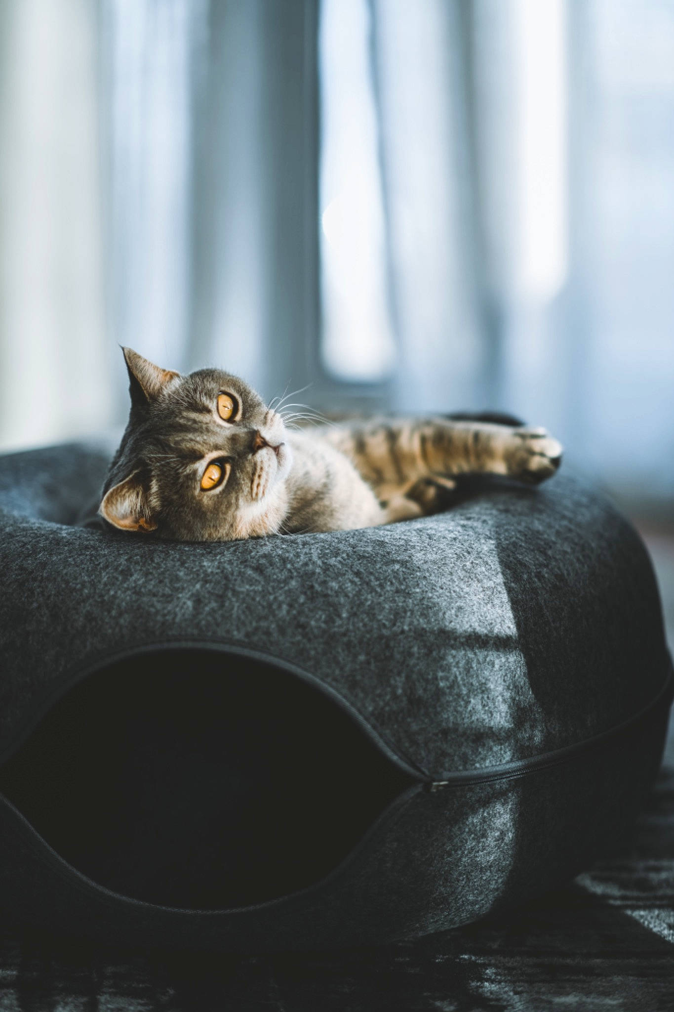 Elvis is registered to the contest to win money with this photo: carnivore, cat, claw, comfort, darkness, domestic_short_haired_cat, felidae, fur, grass, grey, paw, plant, small_to_medium_sized_cats, snout, tail, terrestrial_animal, tree, whiskers, wildlife, wood