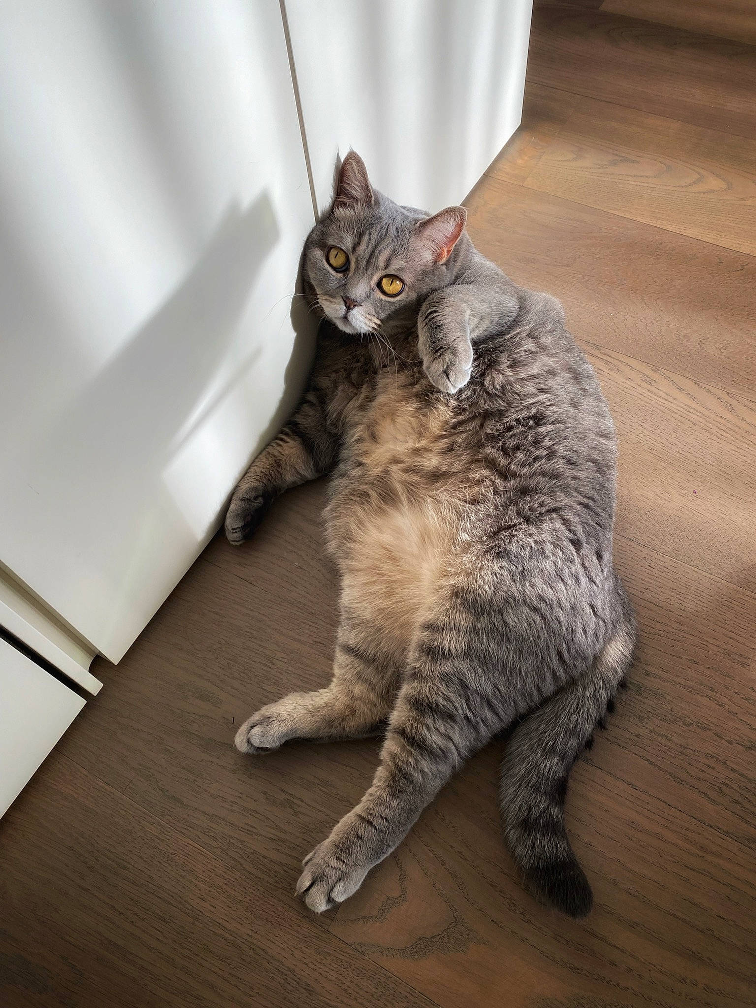 Elvis is registered to the contest to win money with this photo: carnivore, cat, claw, comfort, domestic_short_haired_cat, felidae, flooring, foot, fur, grey, hardwood, metal, paw, sitting, small_to_medium_sized_cats, snout, tail, terrestrial_animal, whiskers, wood