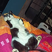 Gribouille participe au concours pour gagner de l'argent avec cette photo : cat, black_and_white_cat, pet, animal, lying_down, belly_up, paws, whiskers, ears, fur, blanket, bed, indoor, bedroom, household, chair, relaxed, sleeping, funny_pose, phone_screenshot