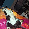 cat, black_and_white_cat, pet, animal, lying_down, belly_up, paws, whiskers, ears, fur, blanket, bed, indoor, bedroom, household, chair, relaxed, sleeping, funny_pose, phone_screenshot