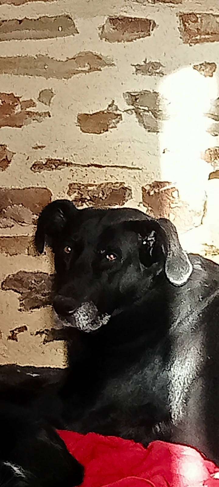 Ulma