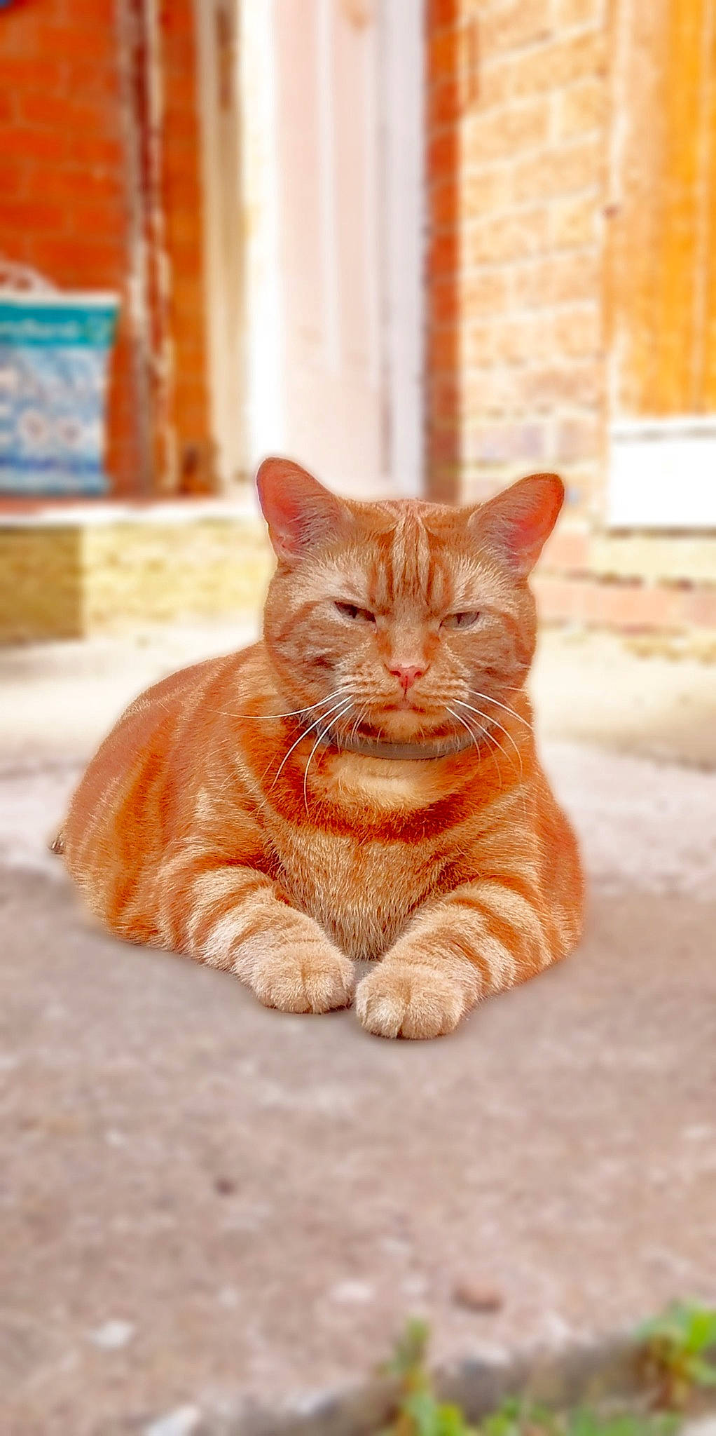 Darcy joined the competition — help win amazing prizes! brick, carnivore, cat, claw, domestic_short_haired_cat, eye, fawn, felidae, flooring, foot, fur, orange, paw, sitting, small_to_medium_sized_cats, snout, whiskers, window, wood, wrinkle