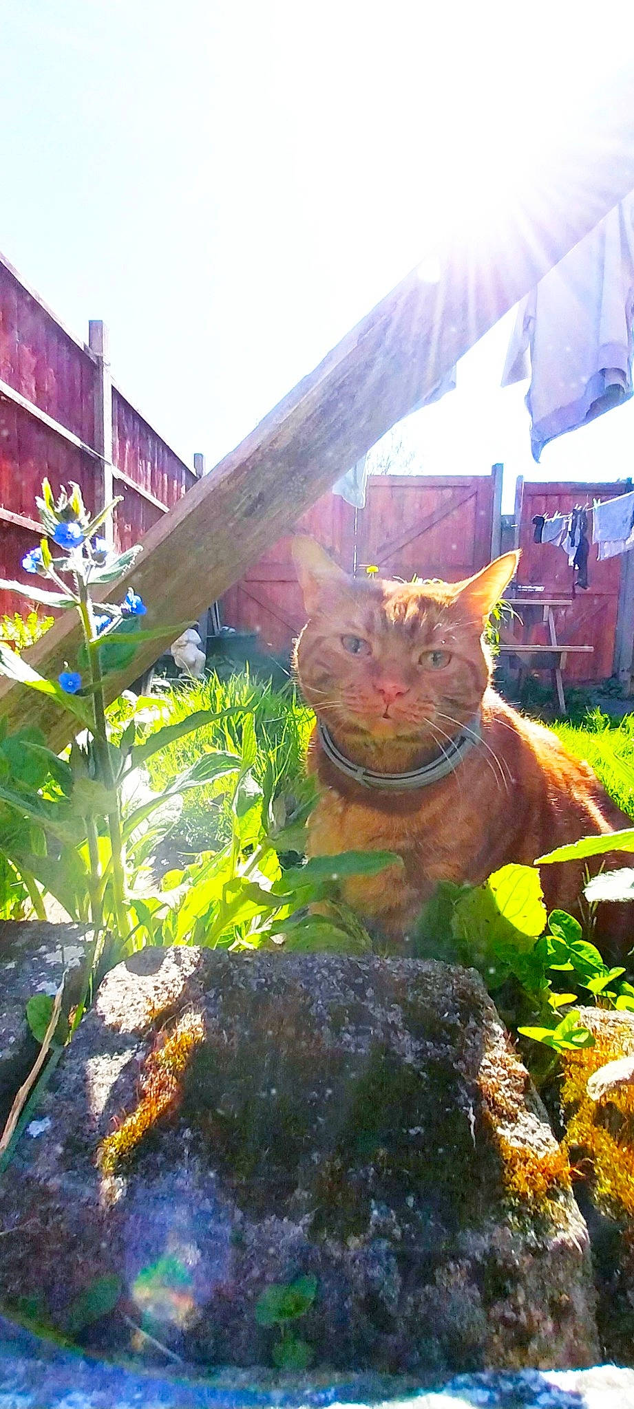 Darcy is registered to the contest to win money with this photo: carnivore, cat, domestic_short_haired_cat, fawn, felidae, garden, grass, landscape, lawn_ornament, plant, sky, small_to_medium_sized_cats, snout, tail, tent, terrestrial_animal, whiskers, wildlife, wood, working_animal