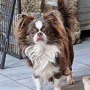 Oatckley a rejoint le concours — aidez-le/la à gagner de superbes lots ! alert, animal, brown_and_white, cute, dog, ears, fluffy, four_legs, fur, indoor, long_hair, metal_gate, pet, portrait, small_dog, snout, standing, stone_wall, tail, tiled_floor