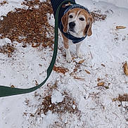 Roscoe joined the competition — help win amazing prizes! beagle, dog, snow, winter, outdoors, leash, dog_coat, scarf, brown_and_white, standing, pet, animal, portrait, looking_up, snowy_ground, paw_prints, fallen_leaves, cold_weather, tail, nature
