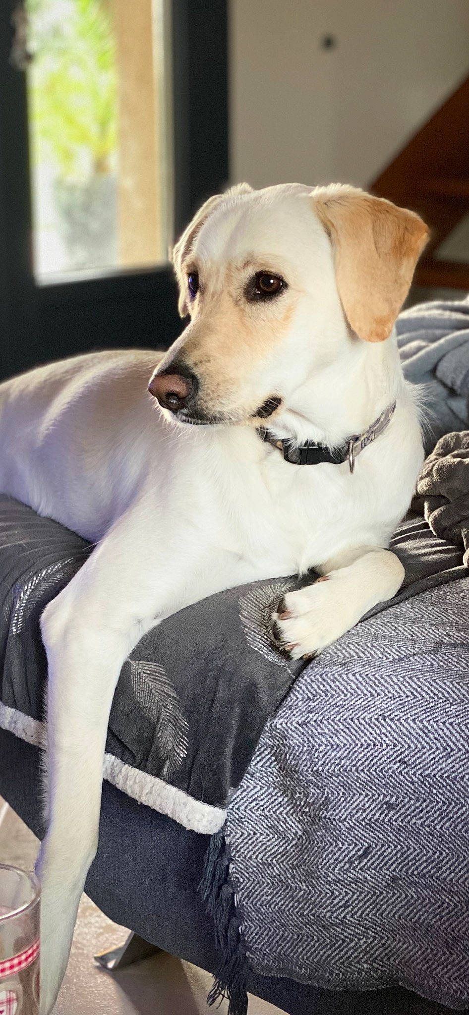 Only a rejoint le concours — aidez-le/la à gagner de superbes lots ! canidae, carnivore, companion_dog, dog, dog_breed, fawn, labrador_retriever, mammal, puppy, rare_breed_dog, retriever, snout, sporting_group, vertebrate