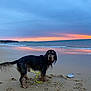Usty participe au concours pour gagner de l'argent avec cette photo : animal, beach, clouds, coast, curious, dog, landscape, leash, nature, ocean, outdoor, pet, reflection, sand, shore, sky, sunset, water, waves, wet