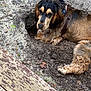 Usty participe au concours pour gagner de l'argent avec cette photo : animal, black_fur, brown_fur, canine, closeup, digging, dirt, dog, ground, guilty_look, hole, leash, long_hair, looking, lying_down, mud, nature, outdoor, pet, wooden_deck
