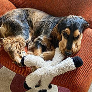 Usty a rejoint le concours — aidez-le/la à gagner de superbes lots ! animal, black, brown, carpet, chair, cozy, cute, dog, fur, furniture, home, indoor, orange, pet, relaxed, resting, soft, stuffed_toy, tan, toy