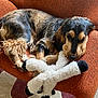 animal, black, brown, carpet, chair, cozy, cute, dog, fur, furniture, home, indoor, orange, pet, relaxed, resting, soft, stuffed_toy, tan, toy