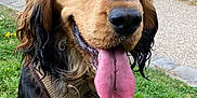 Usty participe au concours pour gagner de l'argent avec cette photo : animal, black, brown, canine, closeup, dog, fur, grass, happy, harness, leash, mammal, nature, outdoor, park, path, pet, sitting, tongue, tongue_out