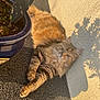 Thais a rejoint le concours — aidez-le/la à gagner de superbes lots ! animal, asphalt, cat, cozy, daylight, feline, fluffy, fur, nature, orange_tabby, outdoor, paw, pet, plant, planter, relaxed, shadow, sleepy, sunlight, wall