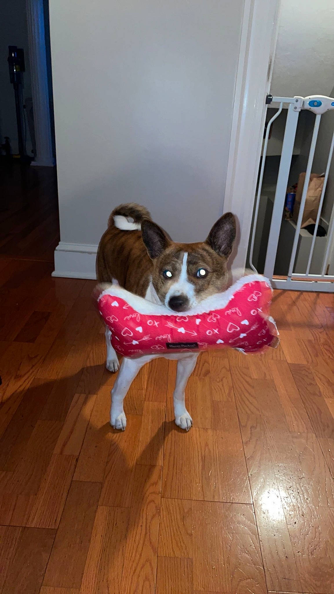 Milo is registered to the contest to win money with this photo: brown, canidae, carnivore, companion_dog, dog, dog_breed, dog_supply, fawn, floor, flooring, hardwood, laminate_flooring, pet_supply, snout, sporting_group, tail, toy_dog, wood, wood_flooring, working_animal