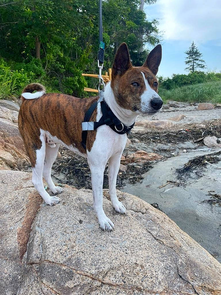 Milo joined the competition — help win amazing prizes! adventure, canidae, carnivore, cloud, collar, companion_dog, dog, dog_breed, dog_collar, dog_supply, fawn, plant, sky, snout, sporting_group, tail, tree, water, working_animal, working_dog